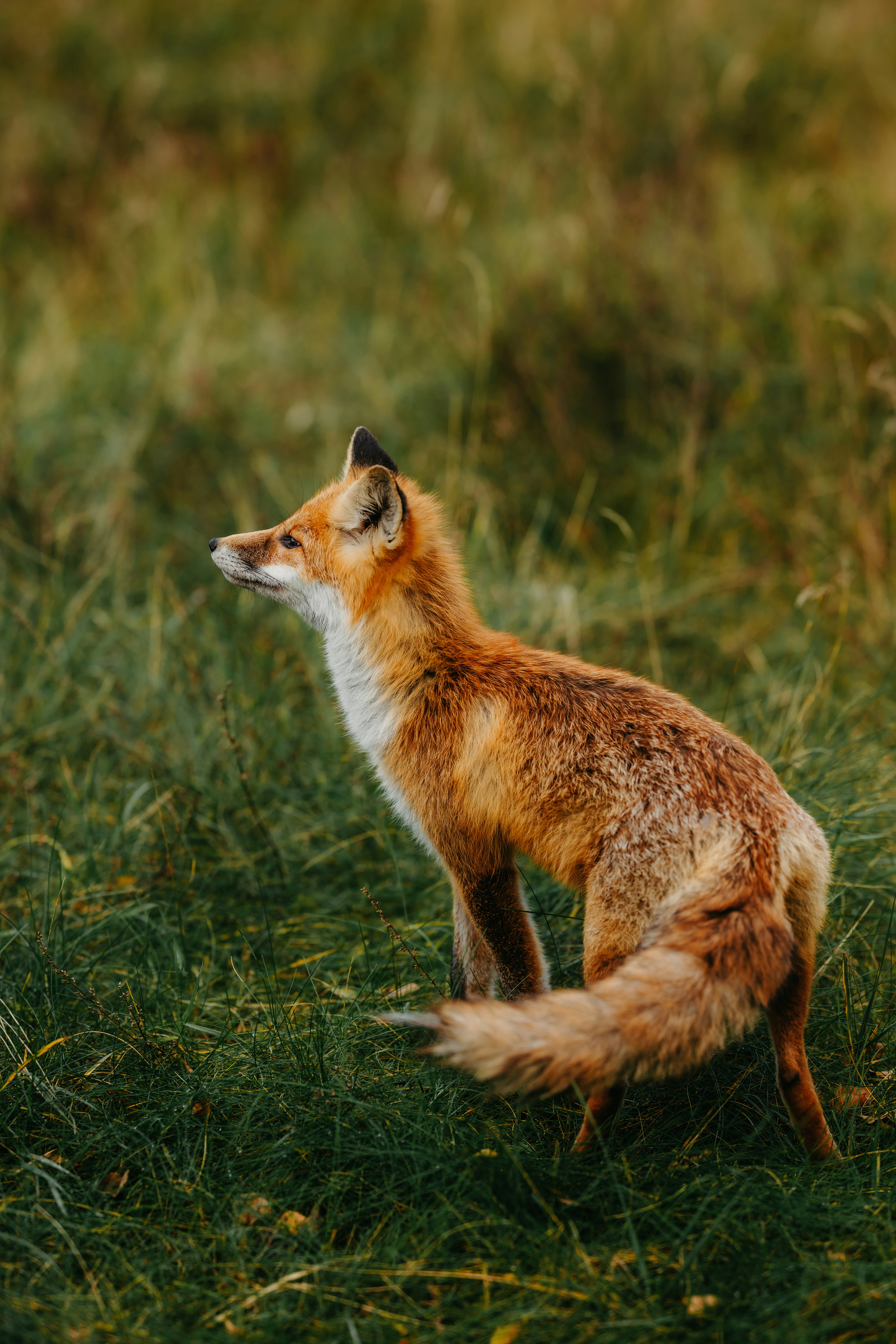A red fox sits alert in a grassy field